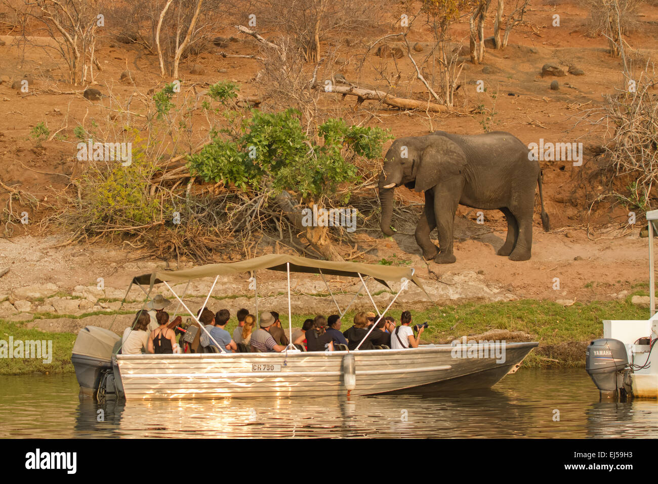 Tourist boats watching an elephant eating in the Chobe River, Chobe ...