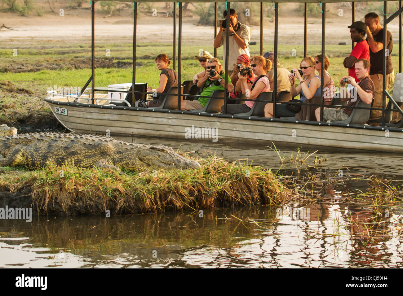 Tourist boat full of people watching and photographing a Nile Crocodile in the Chobe river in Botswana, Africa Stock Photo