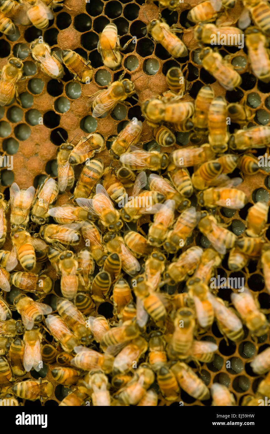 Close-up of a frame with a honeycomb with larva (white areas) and honey bees. Stock Photo