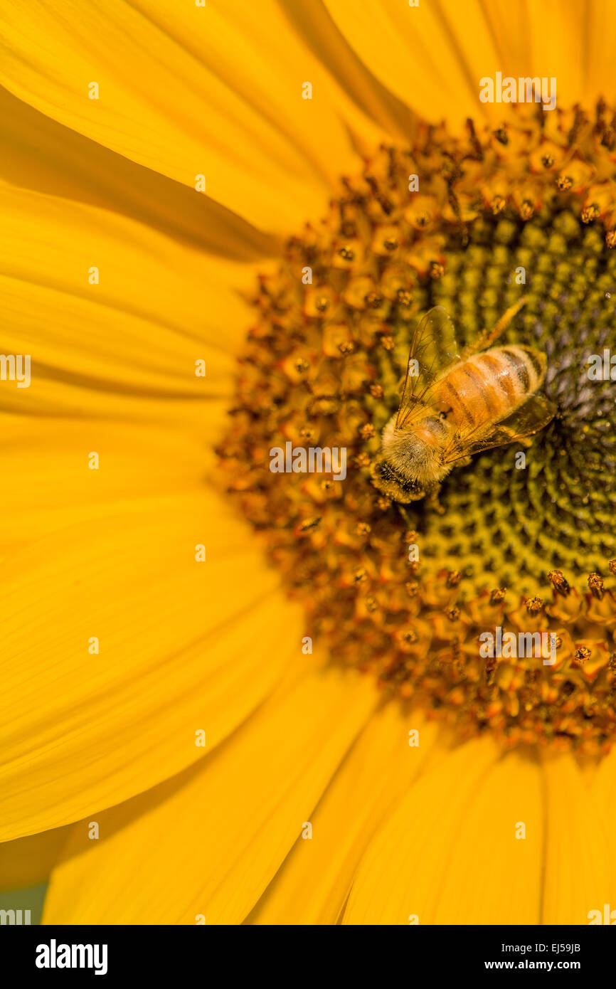 Honeybee pollinating sunflower (Helianthus multiflorus) in Issaquah, Washington, USA Stock Photo
