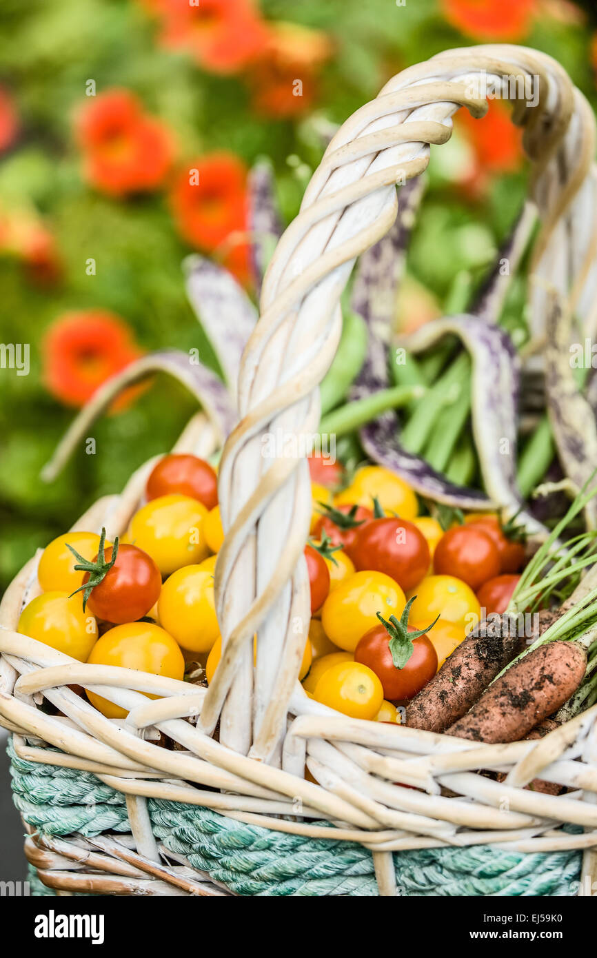 Basket of freshly harvested produce, including red cherry tomatoes ...