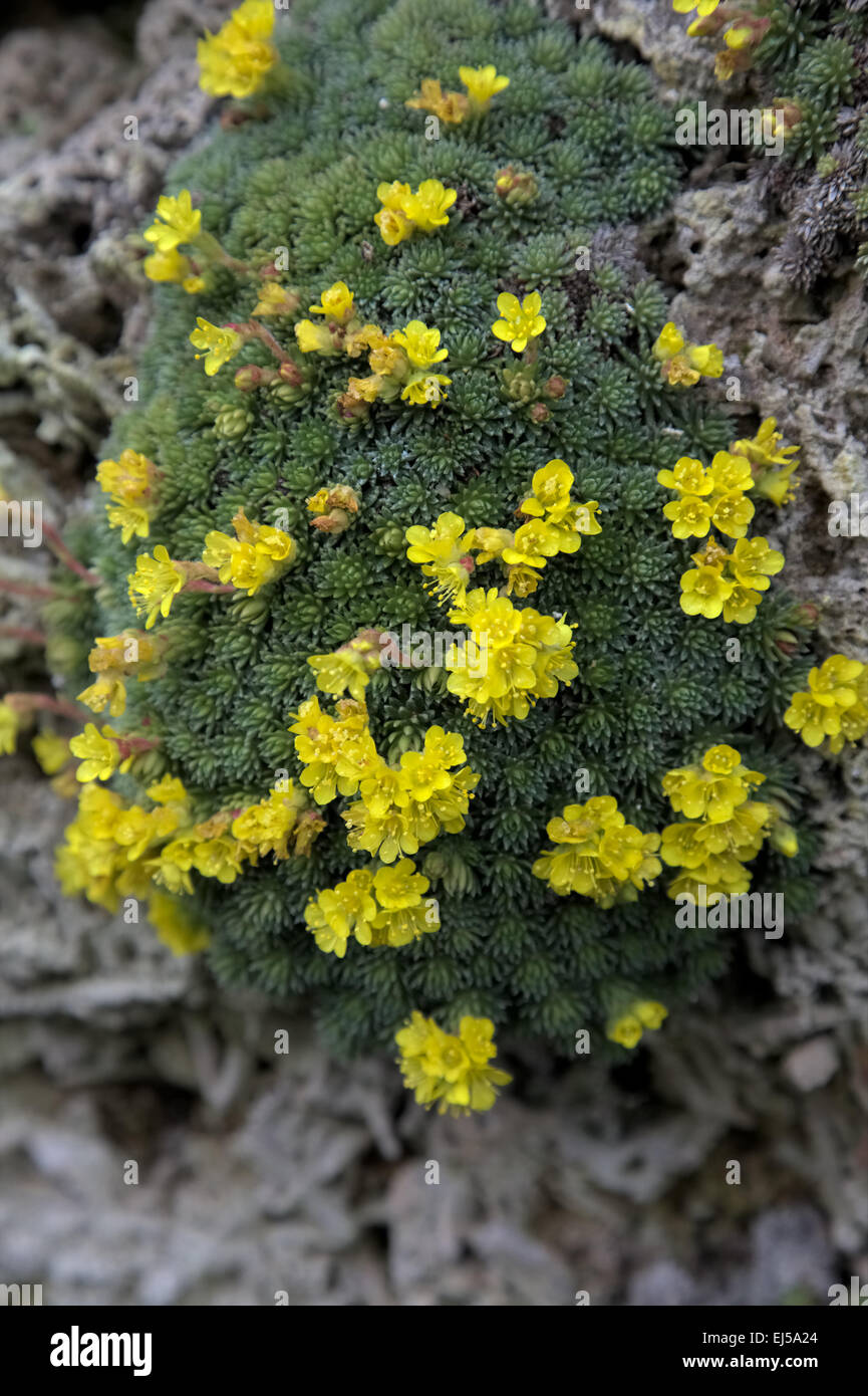 Saxifraga - Saxifrage growing in a tufa wall Stock Photo