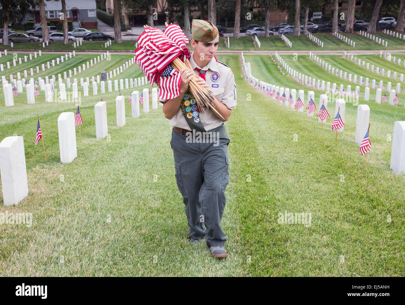 Boyscout placing 85, 000 US Flags at Annual Memorial Day Event, Los Angeles National Cemetery, California, USA Stock Photo