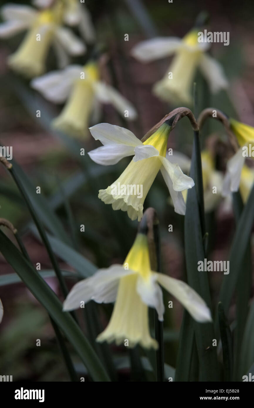 Narcissus 'W P Milner' Stock Photo