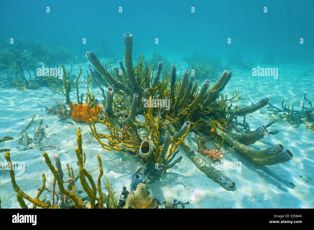Underwater marine life on sandy seabed of the Caribbean sea, mostly branching vase sponge and scattered pore rope sponge Stock Photo