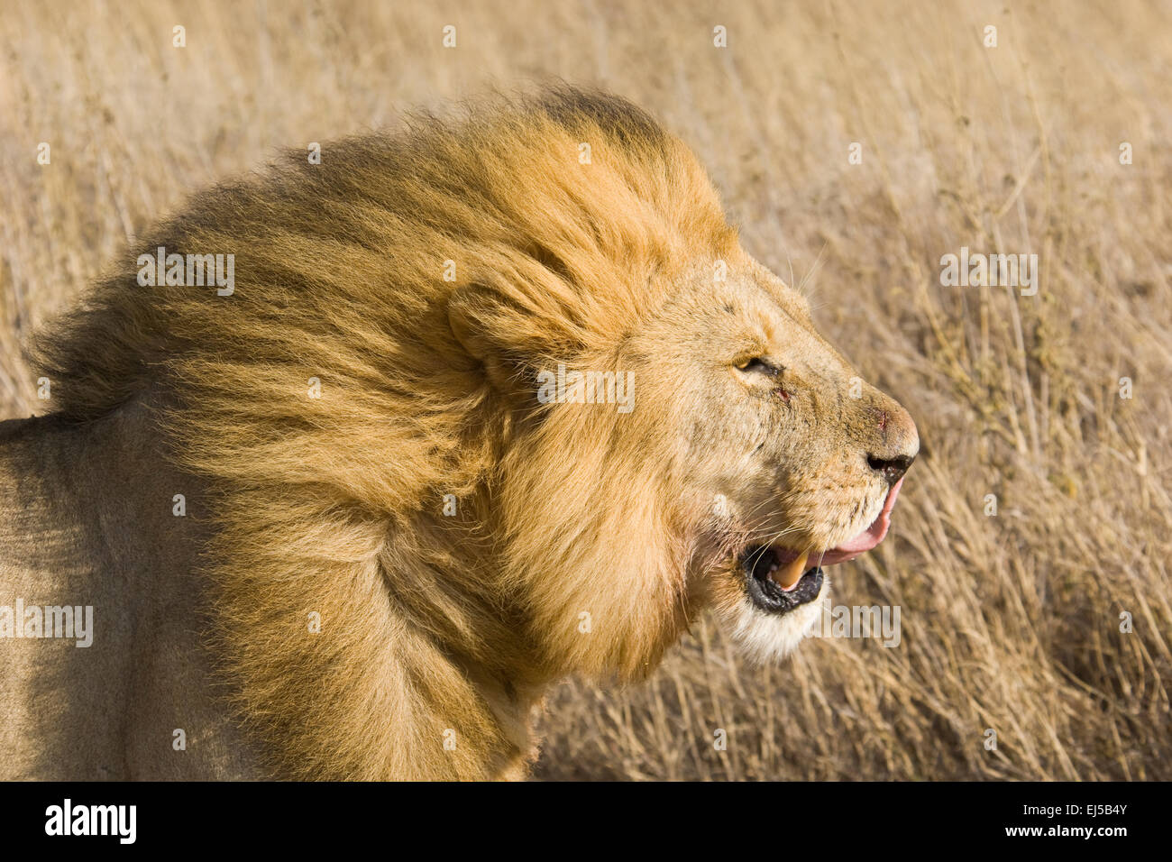 African male lion savannah hi-res stock photography and images - Alamy