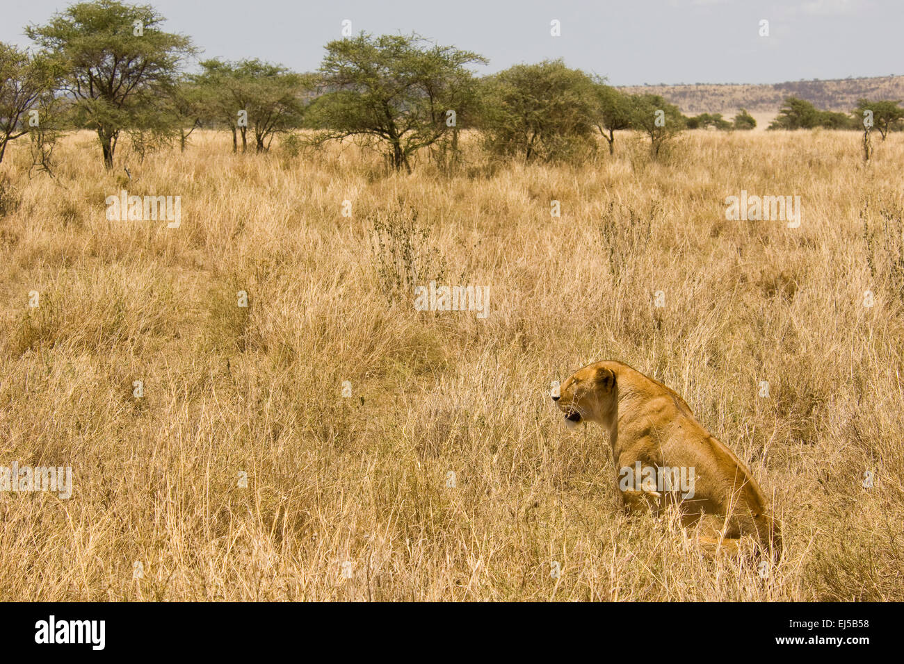 Serengeti National Park, Tanzania, Africa Stock Photo