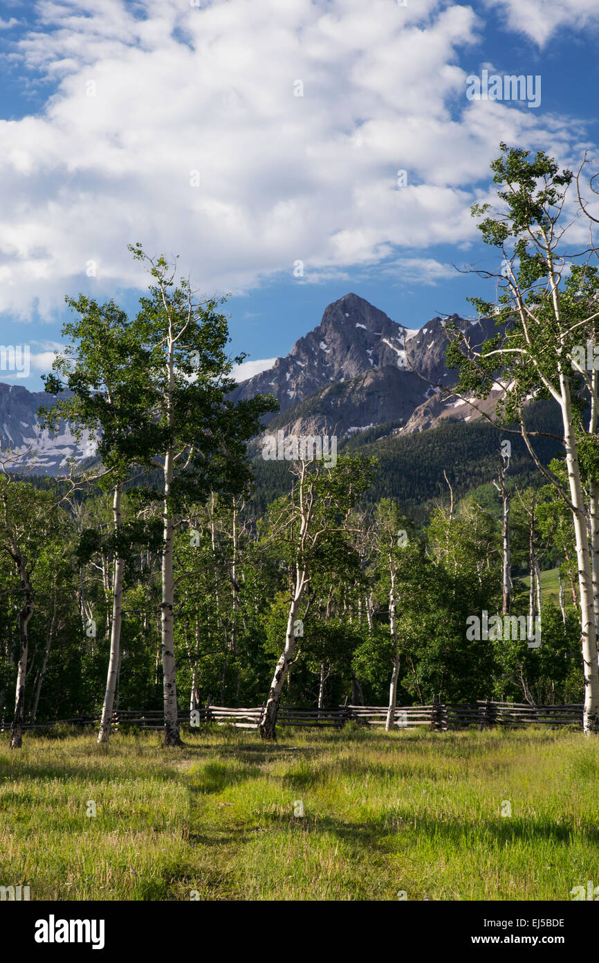 Aspen Grove and view of San Juan Mountains, Hastings Mesa, Ridgway, Colorado, USA Stock Photo