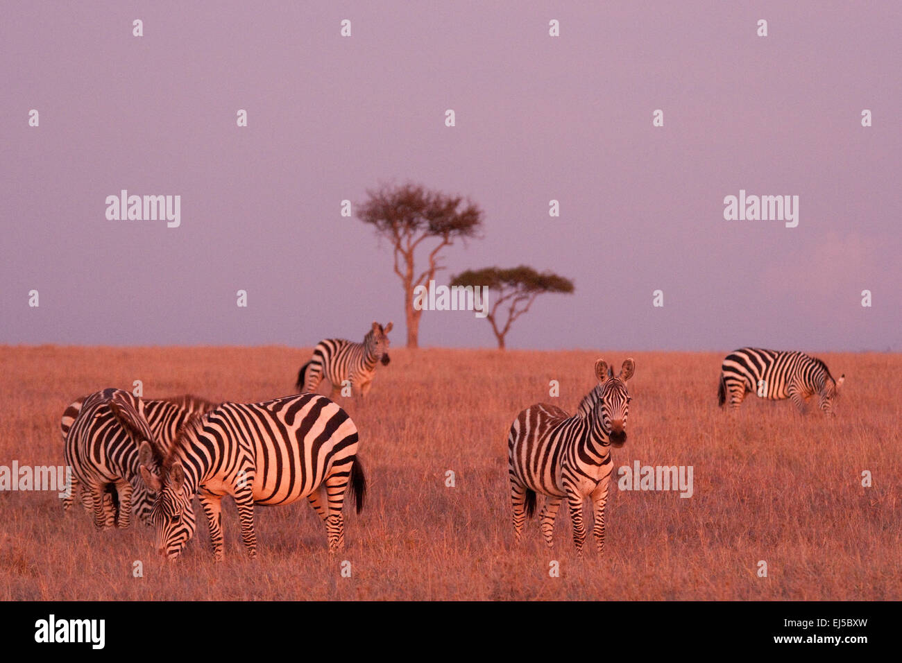 Zebra Masai Mara Kenya East Africa Stock Photo - Alamy