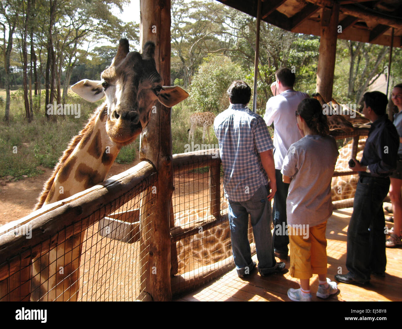 Giraffes at the Langata Nature Education Centre; Giraffe Manor, Nairobi