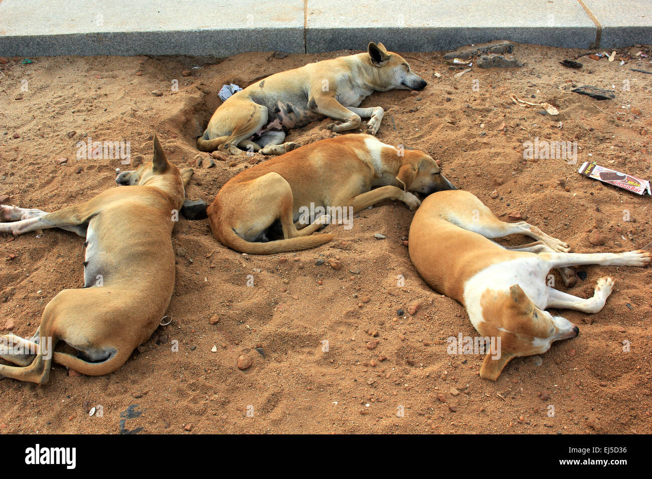 Where Are There The Most Stray Dogs