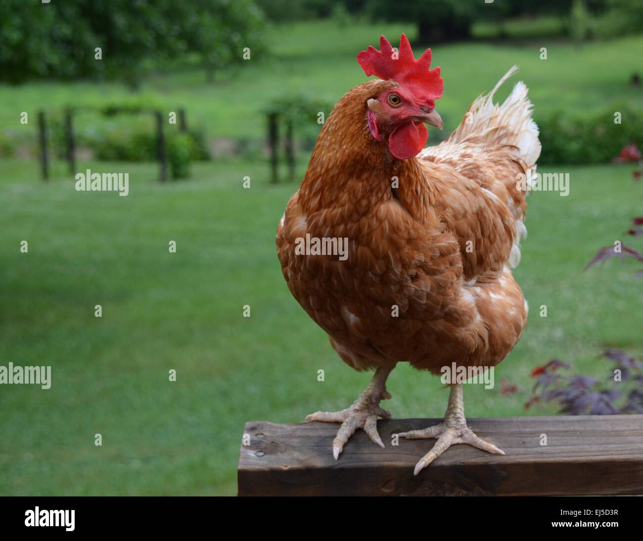 Laying Free Range Chicken, Hen, Poultry. Chicken enjoying the outdoor sunshine and green grass. Stock Photo