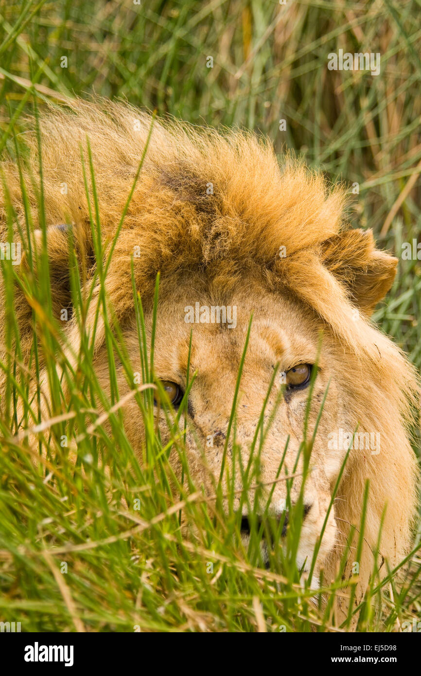 Serengeti National Park, Tanzania, Africa Stock Photo