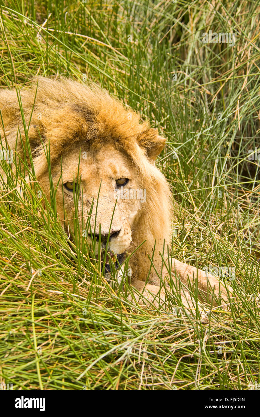 Male African lion, Serengeti National Park, Tanzania, Africa Stock Photo
