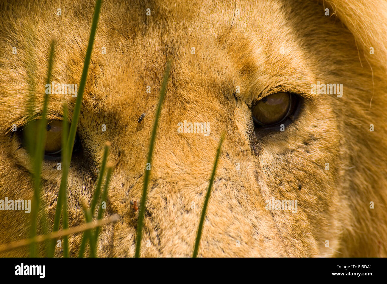 Male African lion, Serengeti National Park, Tanzania, Africa Stock Photo