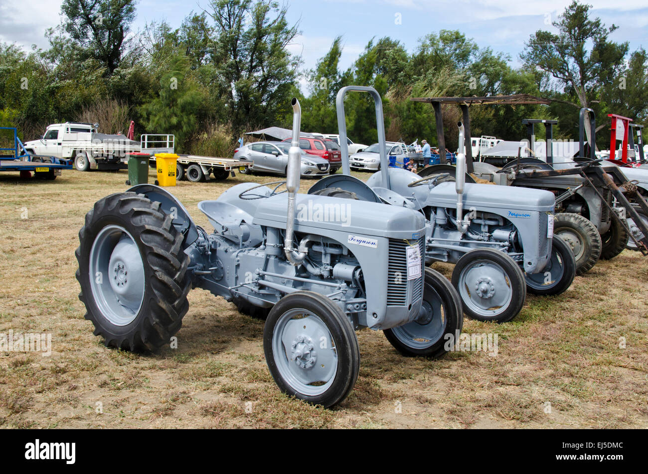 Restored Old Grey Ferguson Tractors on display at a rural show. Bendemeer Australia Stock Photo