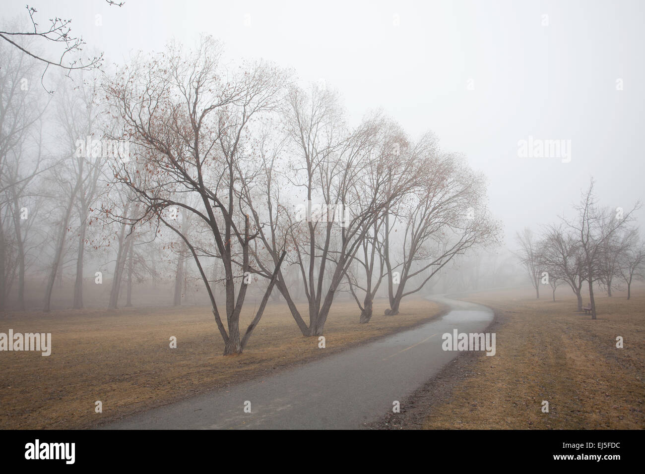 Trees in a park in a fog Stock Photo - Alamy