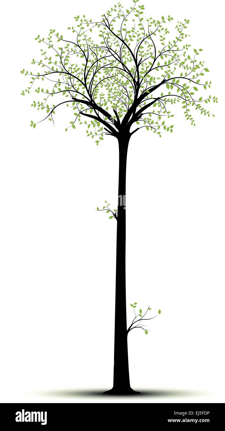 Tall Tree Silhouette Vector Image Stock Vector Image Art Alamy