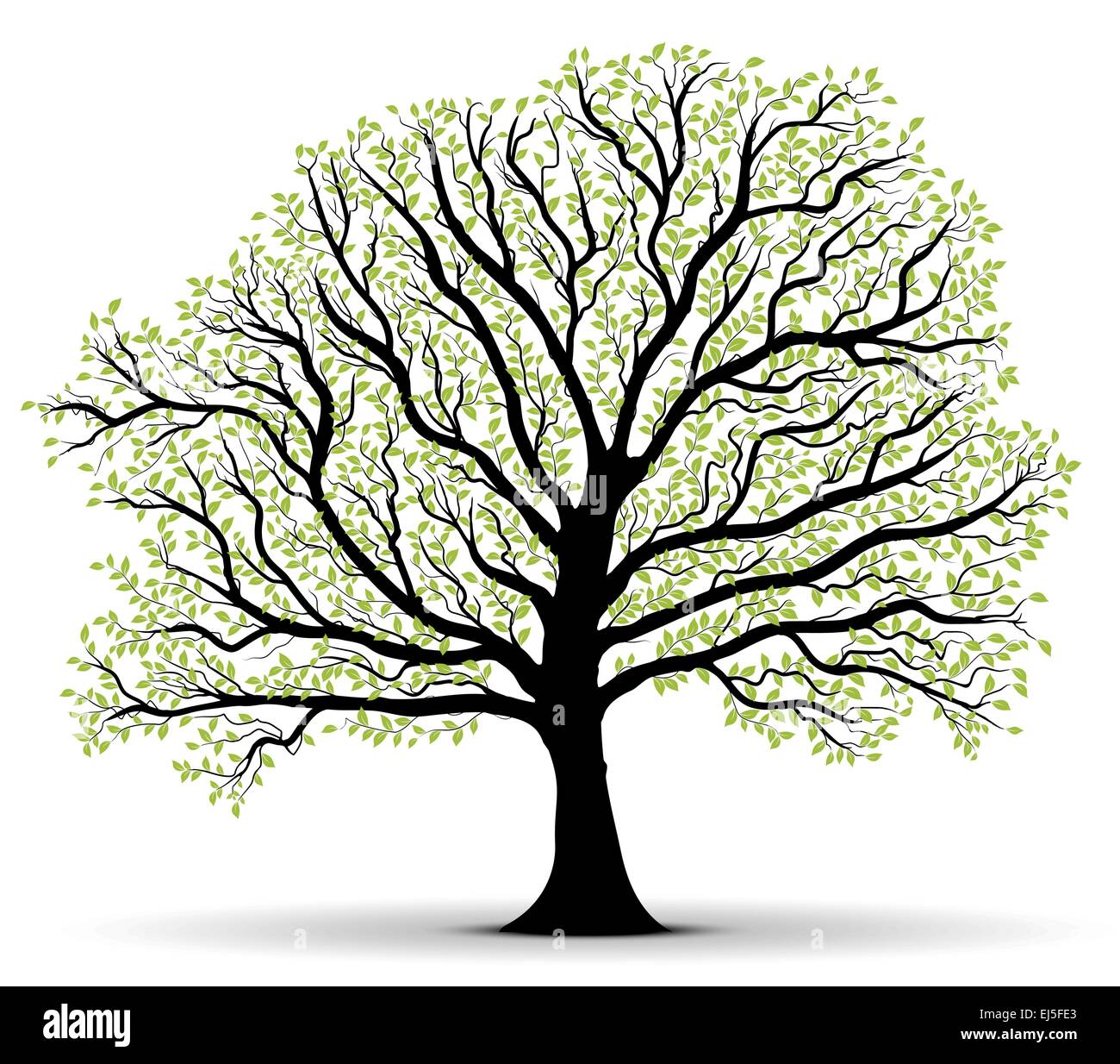 Old vector tree with black trunk and green foliage over white background Stock Vector