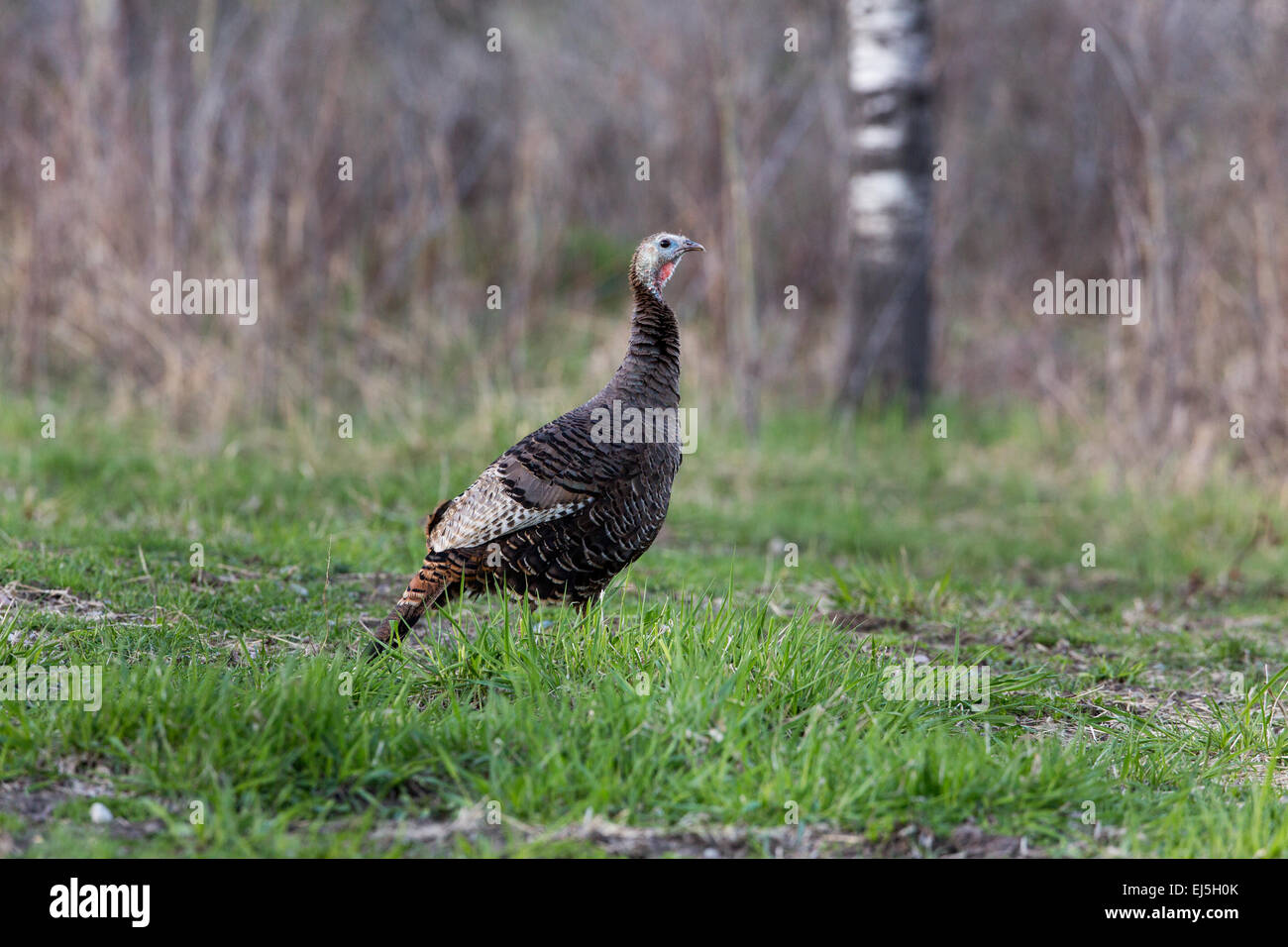 Eastern wild turkey Stock Photo Alamy