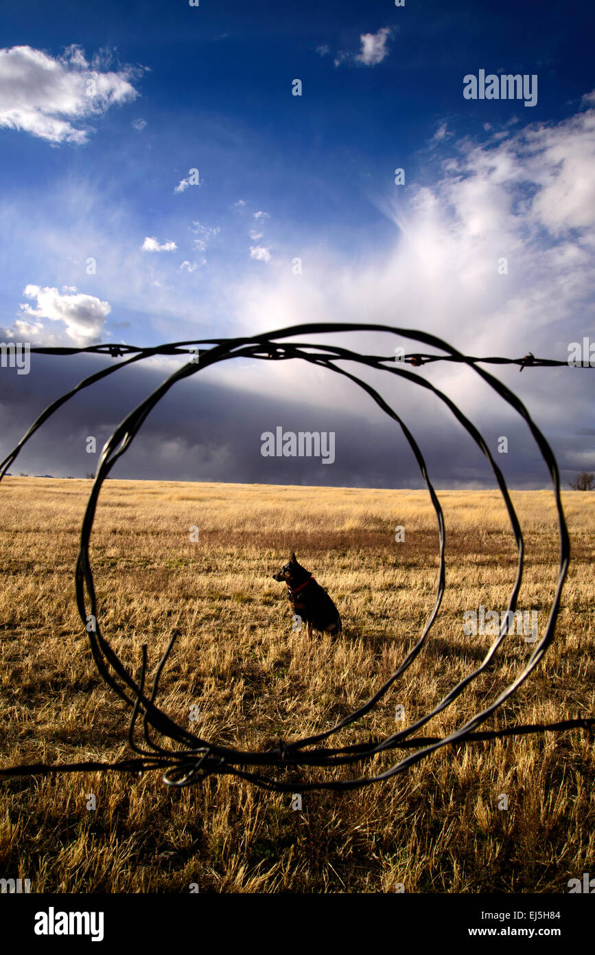 A Blue Heeler sits in the grasslands in the foothills of the Santa Rita Mountains near Sonoita, Arizona, USA. Stock Photo
