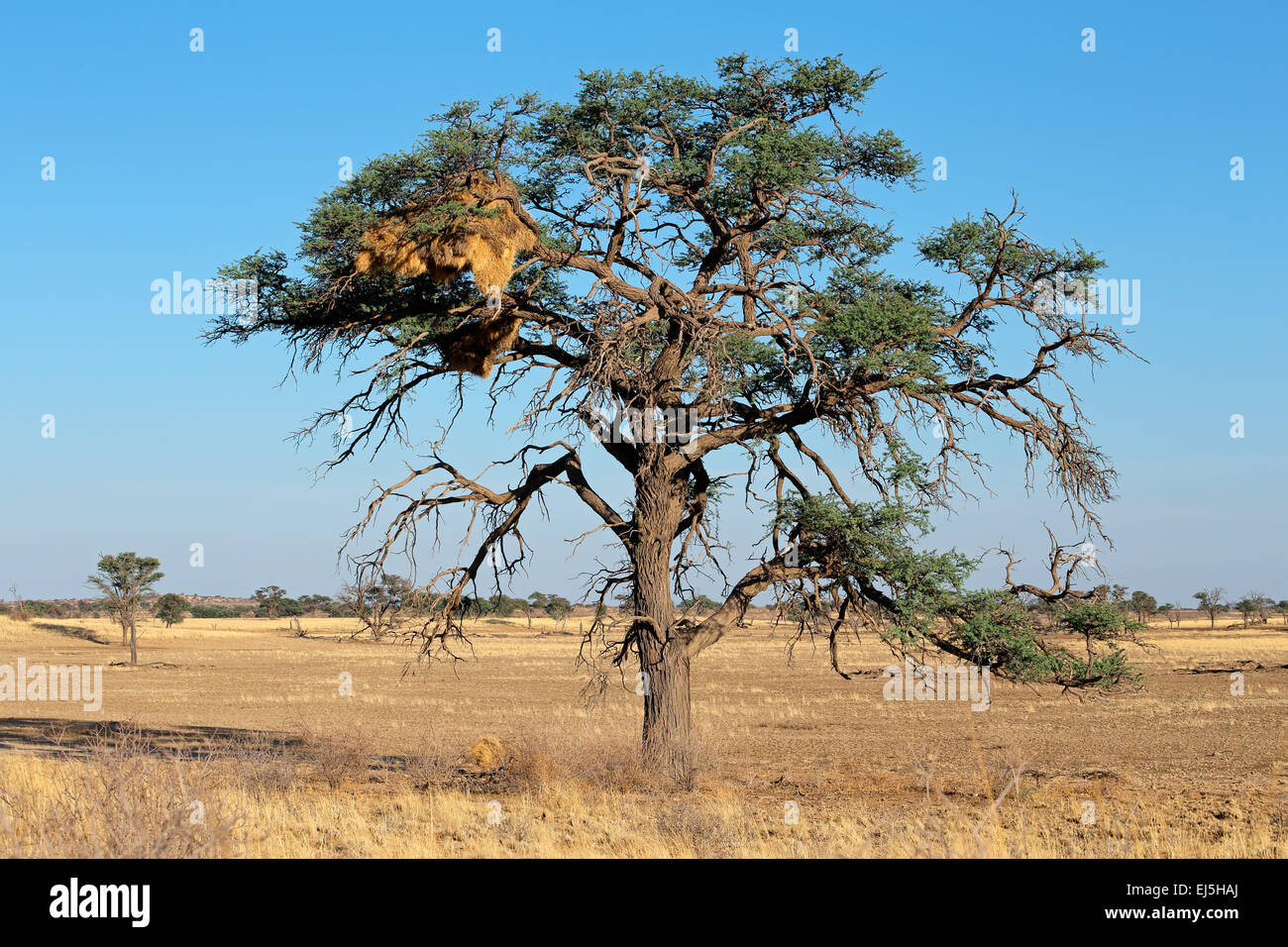 African Acacia tree with communal nest of sociable weavers (Philetairus socius), Kalahari, South Africa Stock Photo
