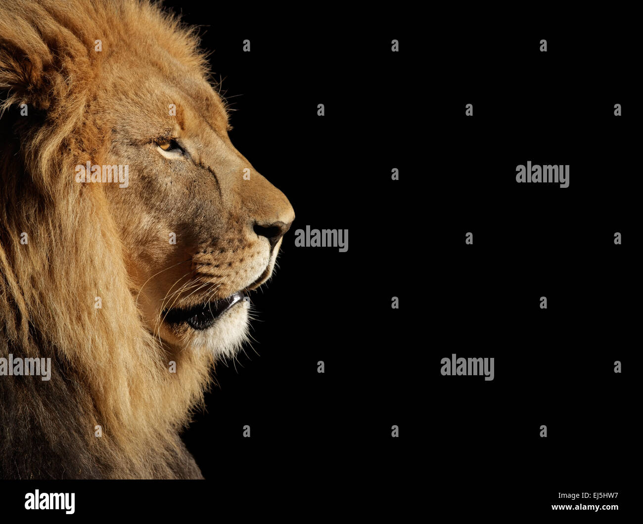 Side portrait of a big male African lion (Panthera leo) against a black background, South Africa Stock Photo