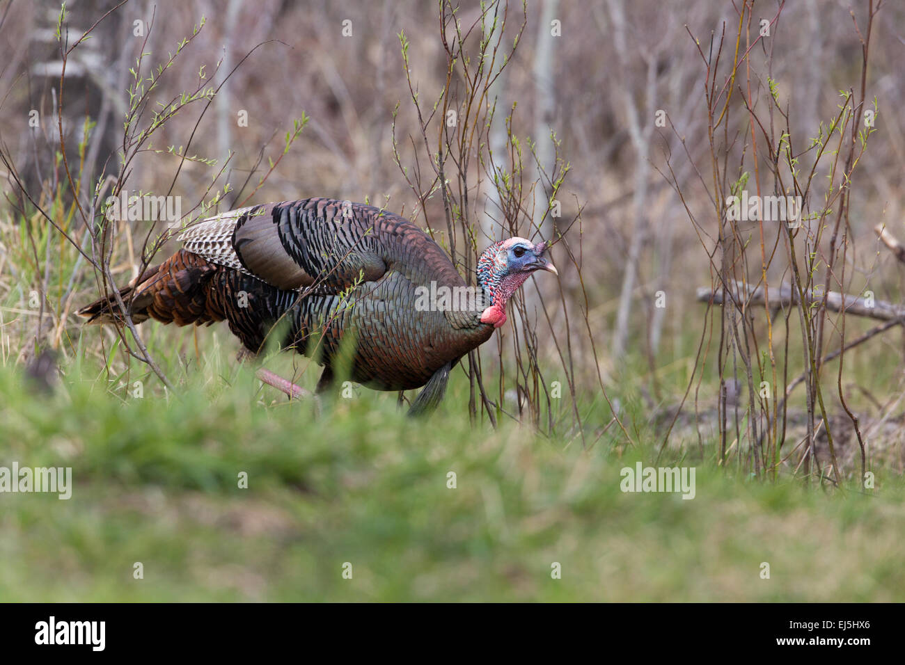 Eastern wild Turkey Stock Photo Alamy