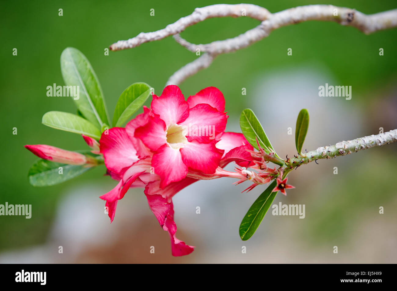 The desert rose flowers. Scientific name: Adenium obesum. Mui Ne, Binh  Thuan Province, Vietnam Stock Photo - Alamy