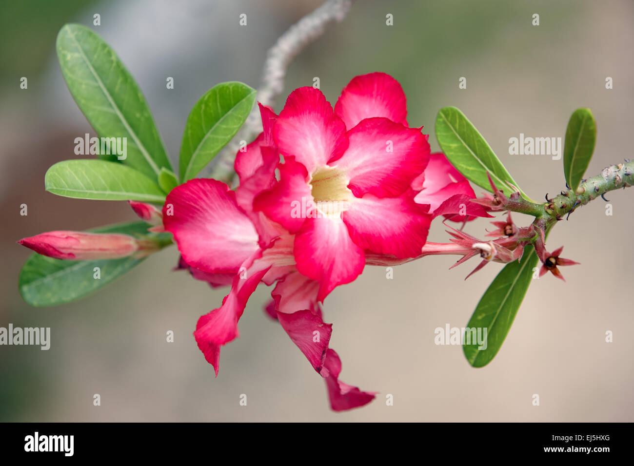 The desert rose flowers. Scientific name Adenium obesum. Mui Ne, Binh