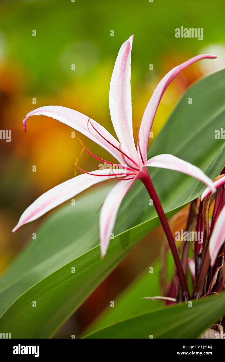 Giant Spider Lily, or Swamp Lily. Scientific name: Crinum amabile. Mui Ne, Binh Thuan Province, Vietnam. Stock Photo