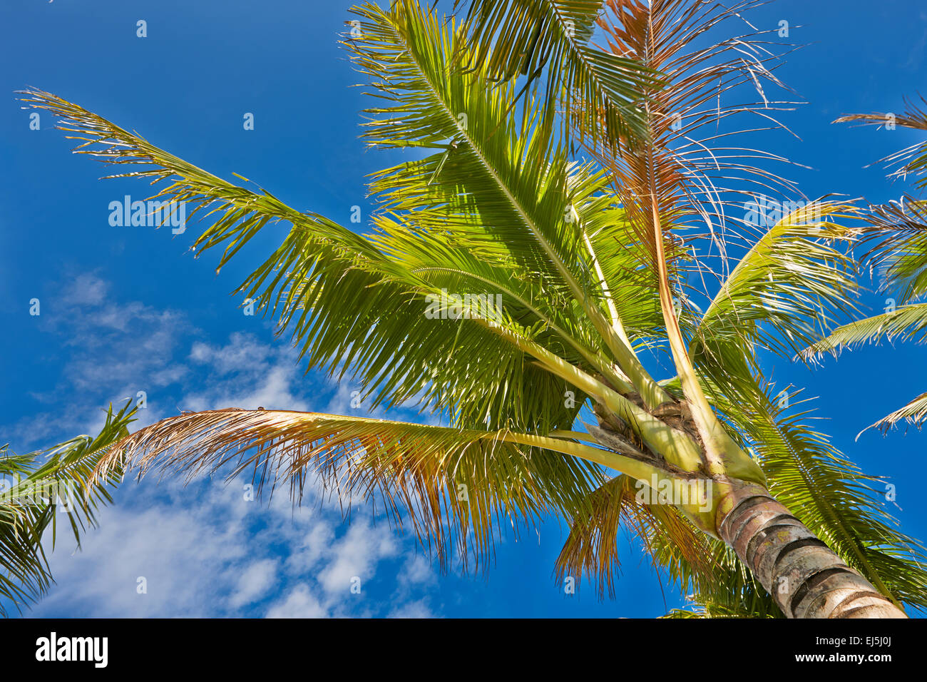 Palm tree, Phu Quoc island, Vietnam. Stock Photo