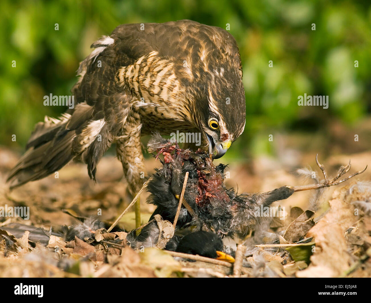Sparrowhawk (Accipiter nisus) feeding on a Blackbird (Turdus merula) Stock Photo