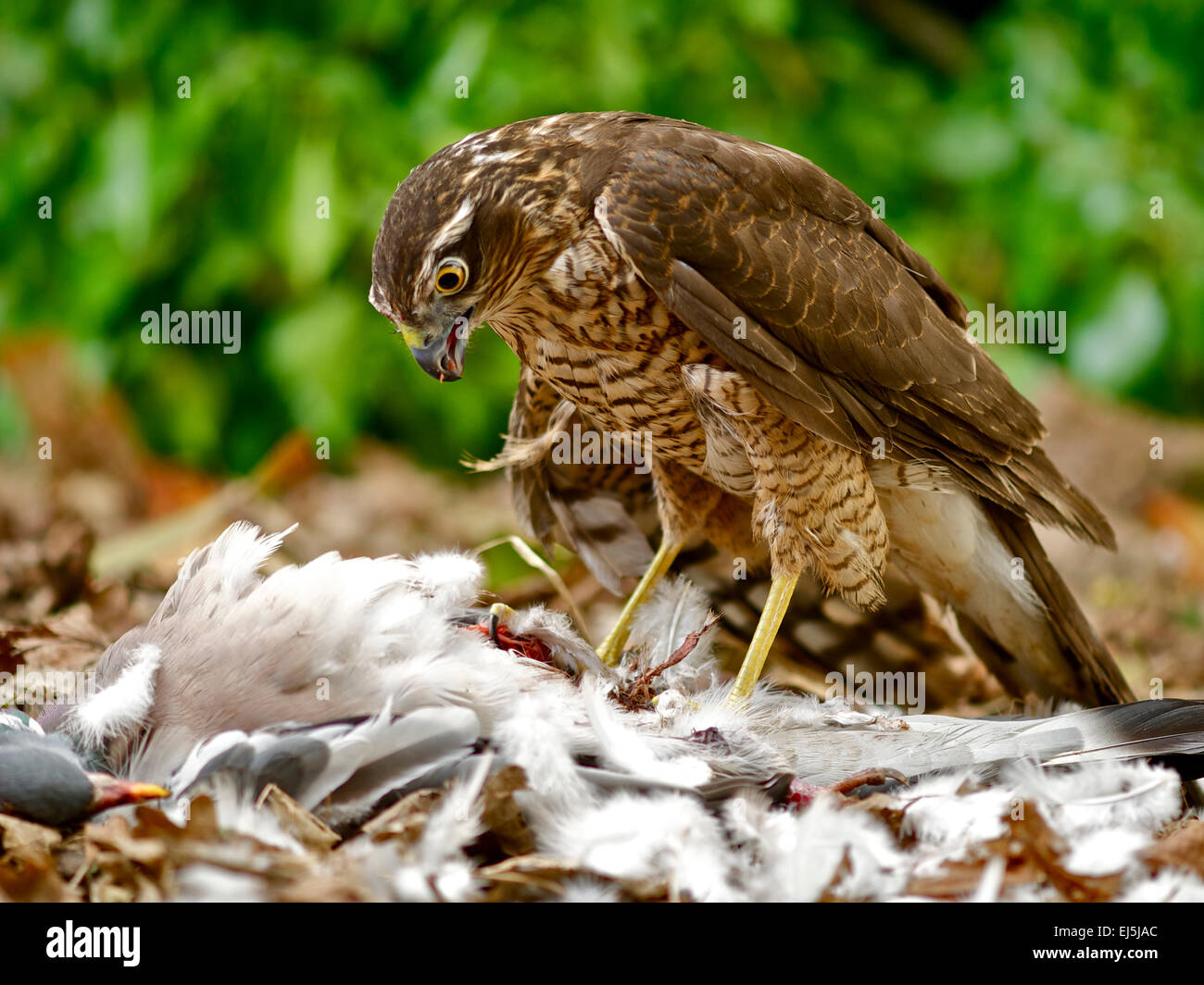 Sparrowhawk (Accipiter nisus) feeding on a woodpigeon (Columba palumbus) Stock Photo