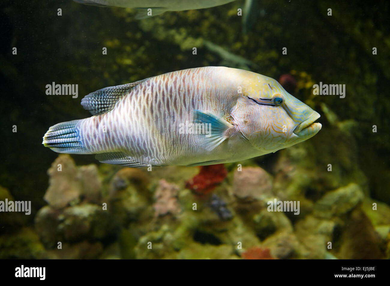 Humphead Wrasse, or Napoleon Wrasse. Scientific name: Cheilinus undulatus. Vinpearl Land Aquarium, Phu Quoc, Vietnam. Stock Photo