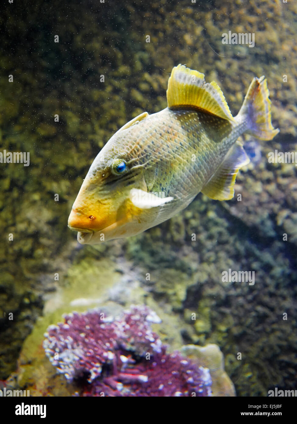 The yellowmargin triggerfish. Scientific name: Pseudobalistes flavimarginatus. Vinpearl Land Aquarium, Phu Quoc, Vietnam. Stock Photo