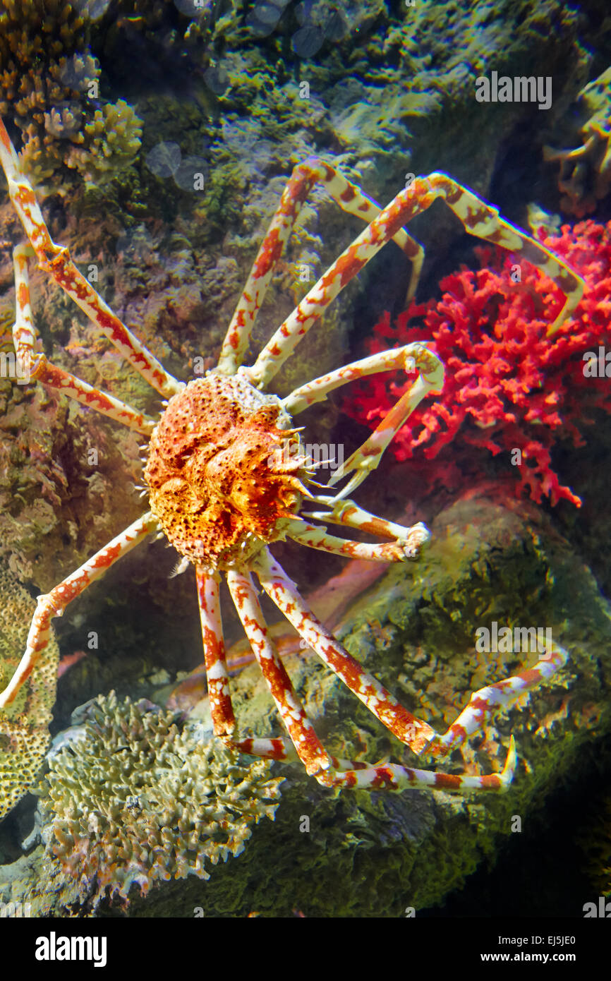 Japanese Spider Crab Scientific Name Macrocheira Kaemferi Vinpearl Land Aquarium Phu Quoc Vietnam Stock Photo Alamy
