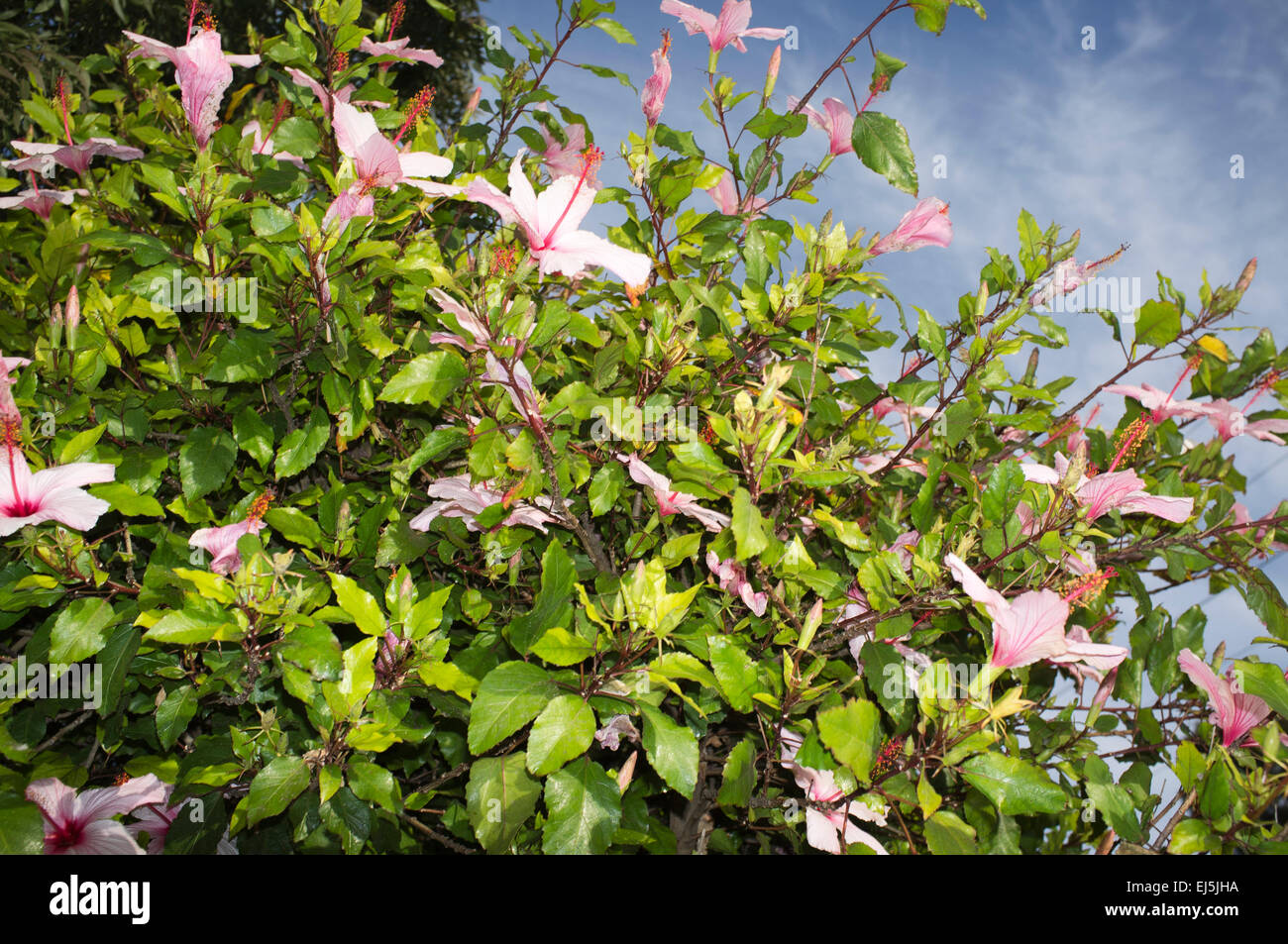 Adelaide, Australia. 22nd March, 2015. Colorful Hibiscus flower common in Australian gardens in