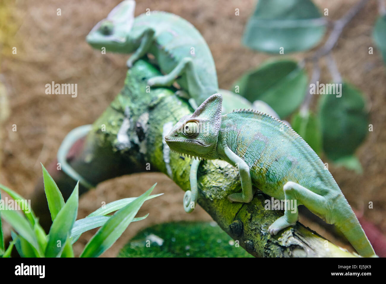 The Veiled Chameleon. Scientific name: Chamaeleo calyptratus. Vinpearl Land Aquarium, Phu Quoc, Vietnam. Stock Photo
