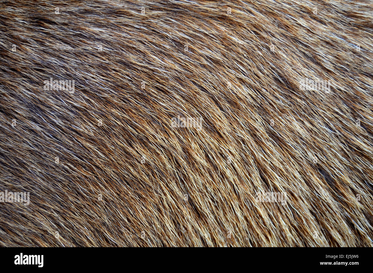 Abstract Background Texture Closeup Of Animal Fur Stock Photo