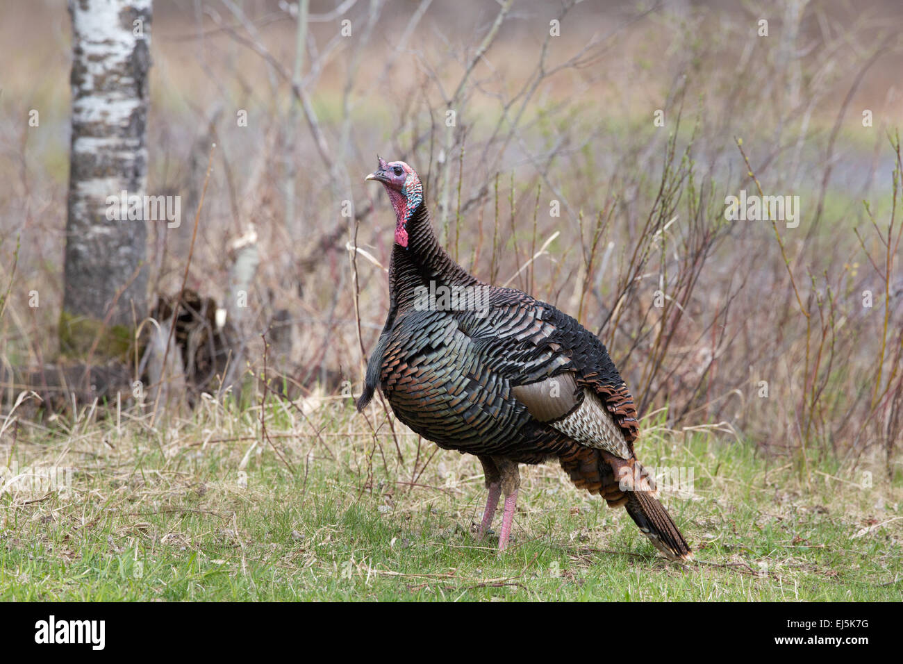 Eastern wild Turkey Stock Photo Alamy
