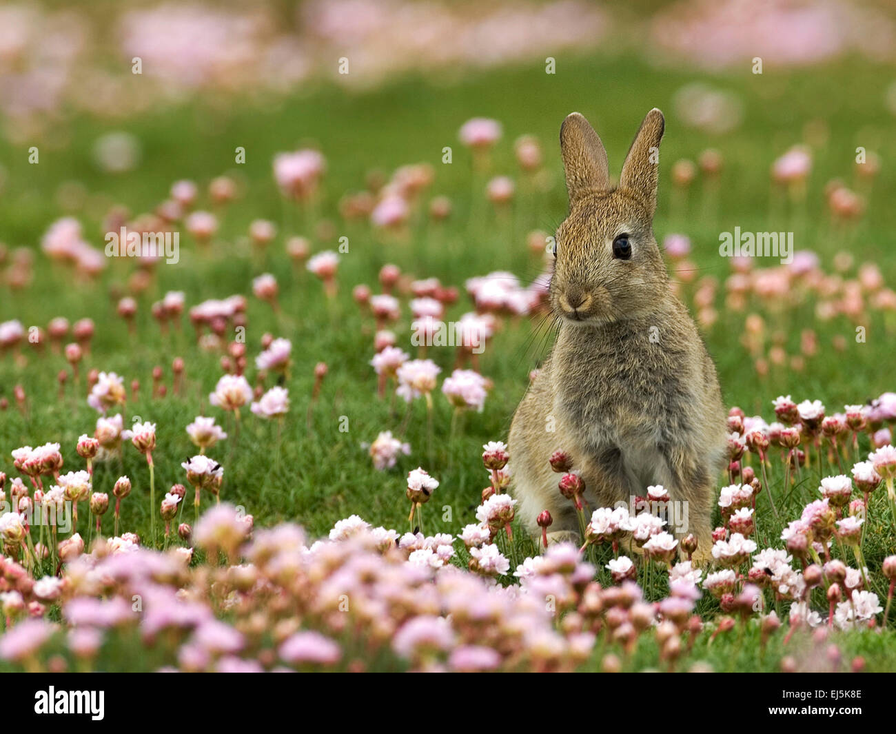 Rabbit Lepus curpaeums sitting in sea thrift and grass Stock Photo