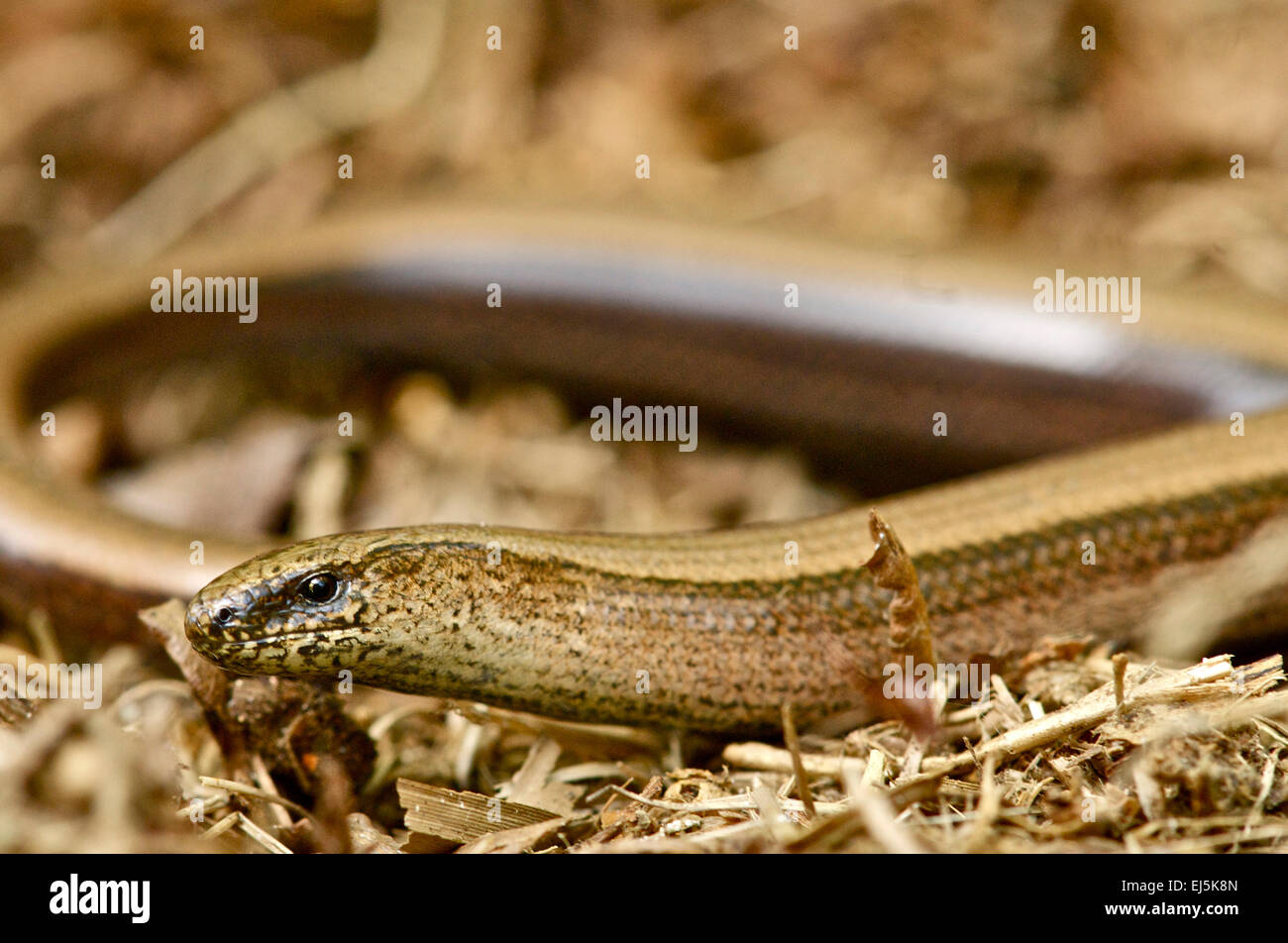 Slow worm Anguis fragilis looking into the camera Stock Photo