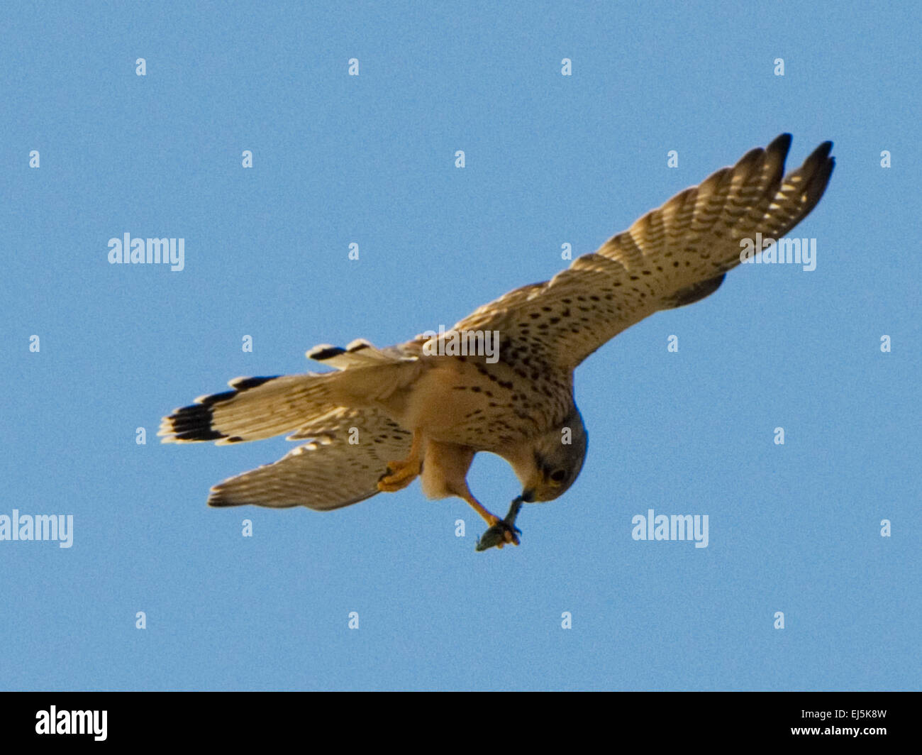 Common Kestrel (Falco tinnunculus)  hovering in mid air feeding Stock Photo