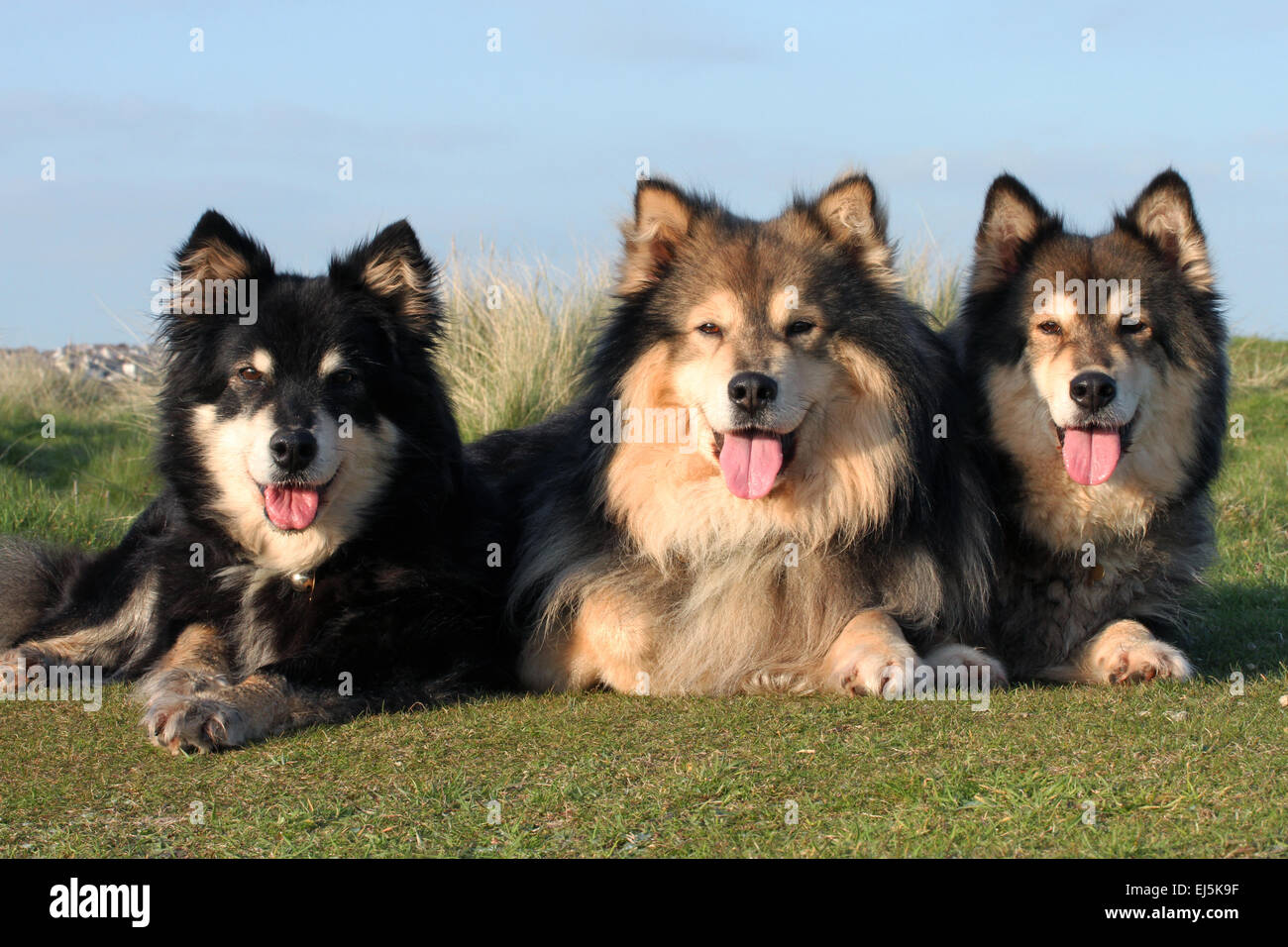 Finnish Lapphund Family Dog portrait Stock Photo