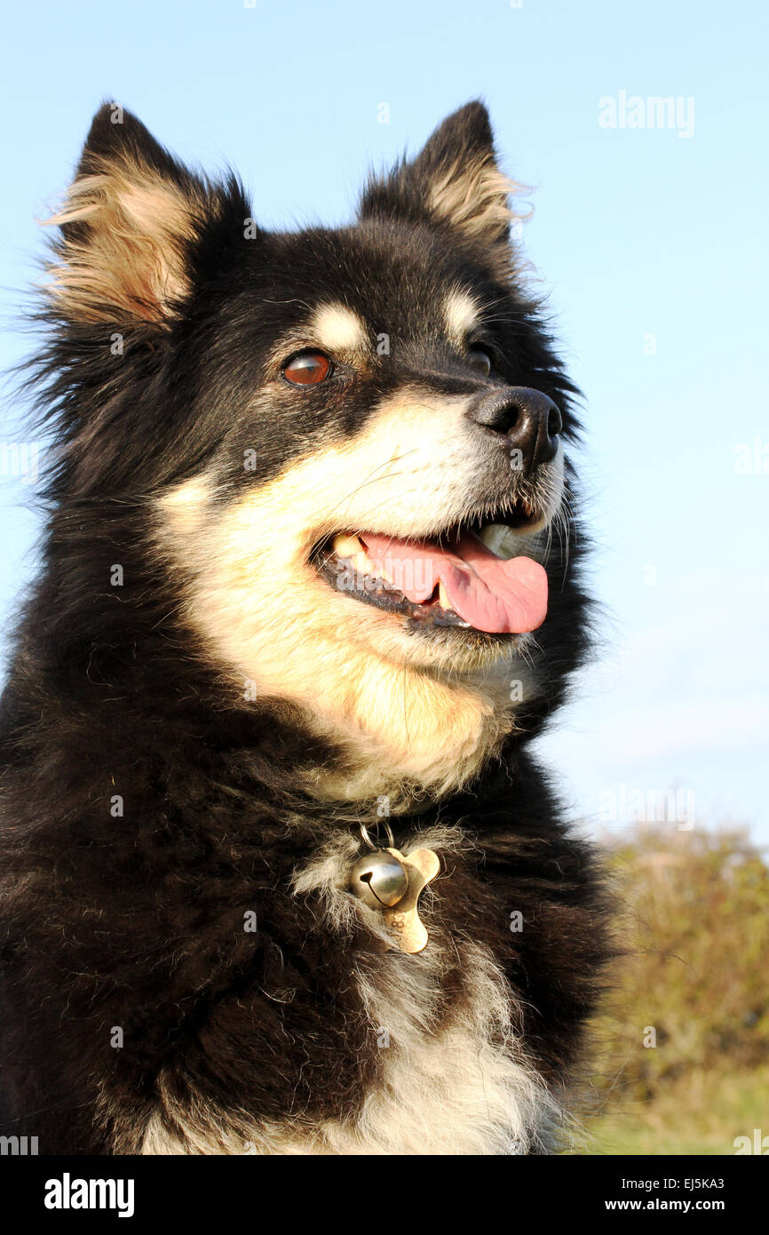 Finnish Lapphund Dog portrait Stock Photo