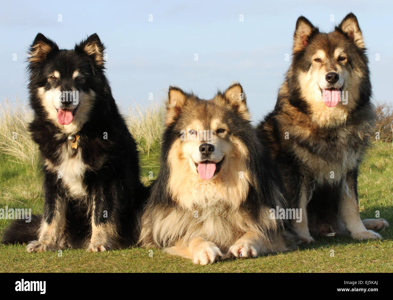 Family Photo of Three Finnish Lapphund Dogs Stock Photo
