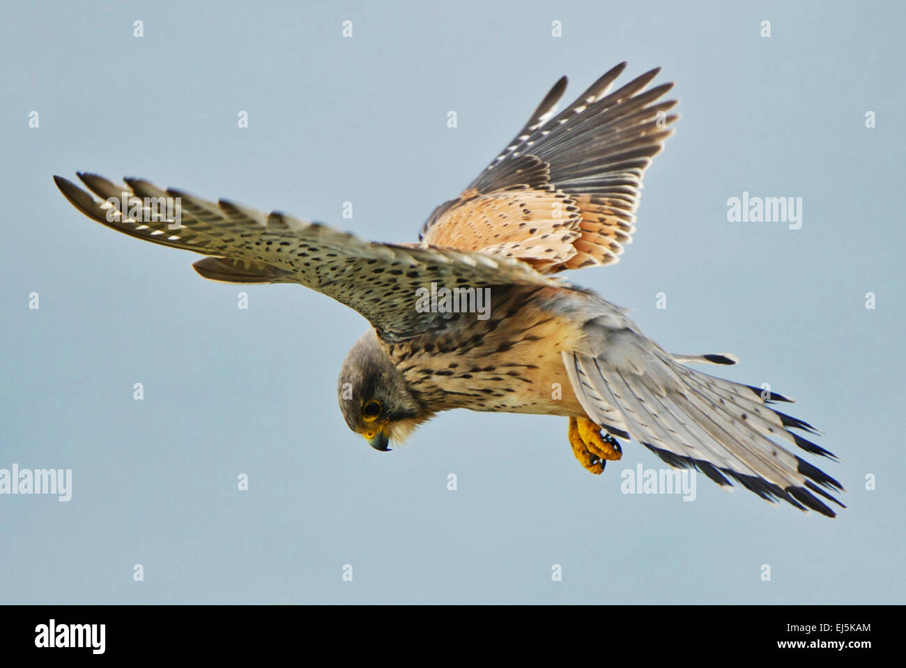 Falco tinnunculus Common Kestrel hovering in mid air Stock Photo