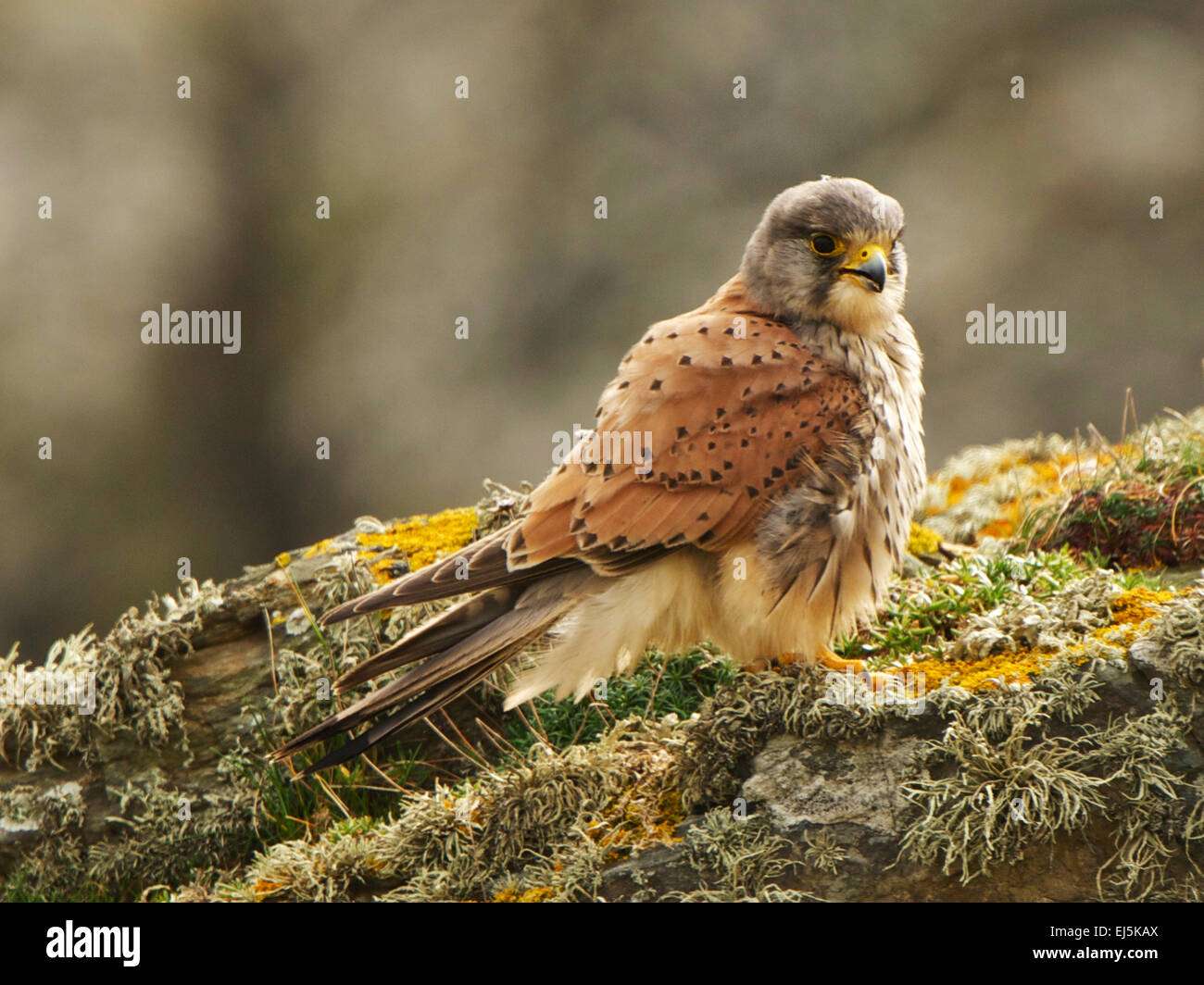 Common Kestrel (Falco tinnunculus) sitting on the cliff Stock Photo