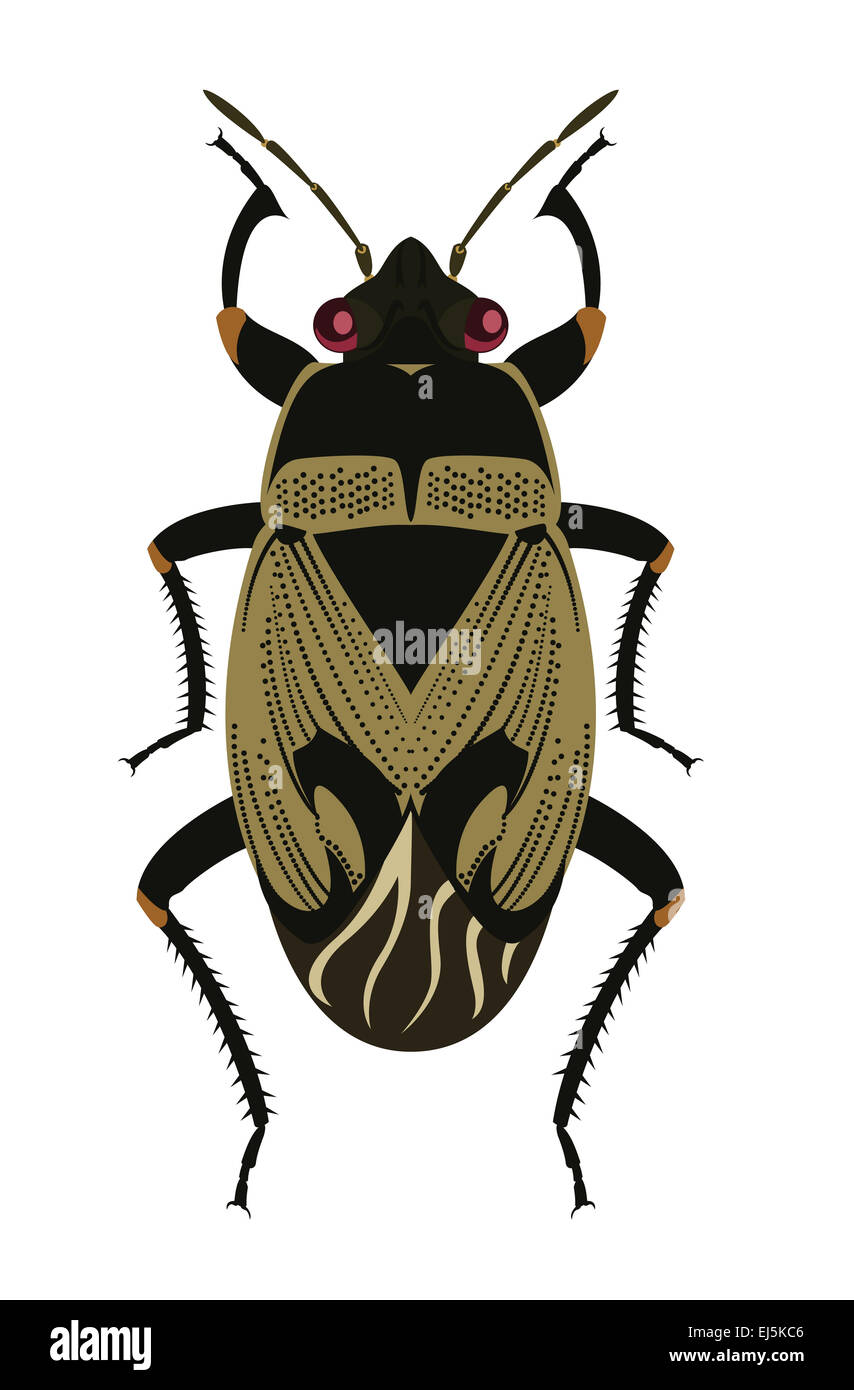 Layered Bug Vector image of brown ground bug (Heteroptera, Lygaeidae Stock Photo ...